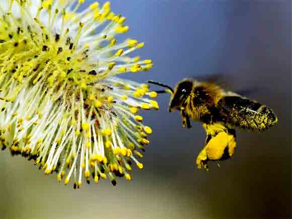 Пыльца пчелиная купить натуральную